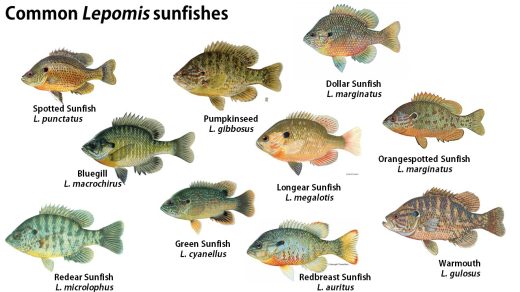 Sunfish Species