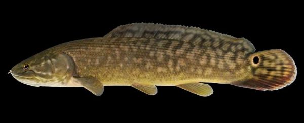 Bowfin Fish An Ancient Predator of Freshwater Worlds