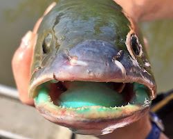 bowfin fish?
