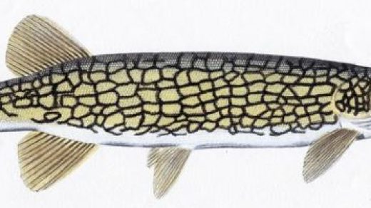 Chain Pickerel