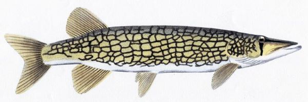 Chain Pickerel