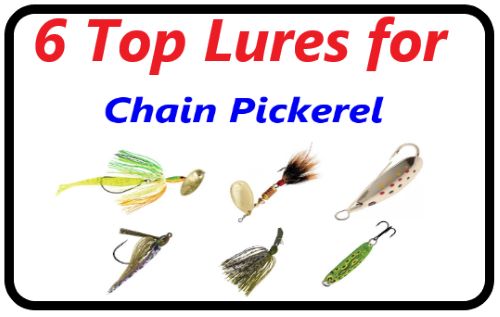 What is the best bait for chain pickerel?